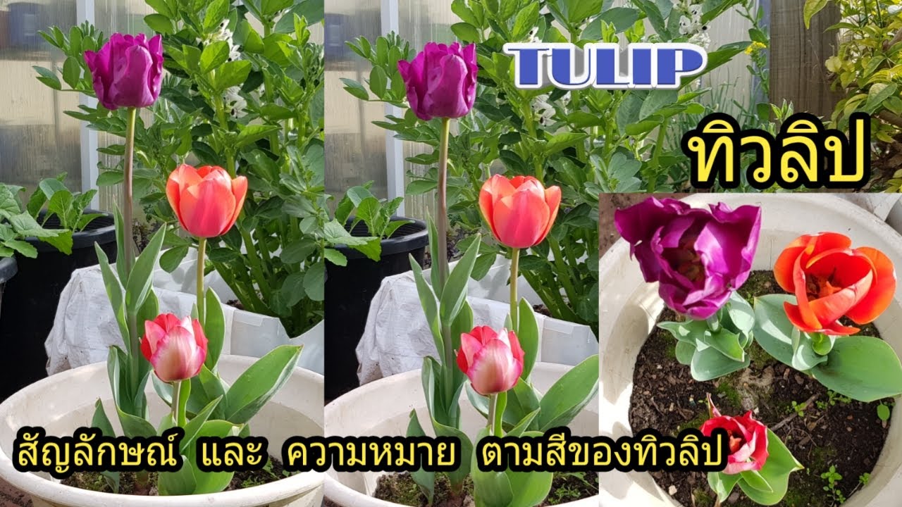 ทิวลิป #ความหมายดีๆ ปลูกง่ายๆ Tulip - Youtube