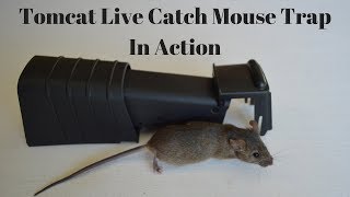 Grit aim analysis Tomcat Live Catch Mouse Trap In Action With Motion Cameras. Mousetrap  Monday. - YouTube