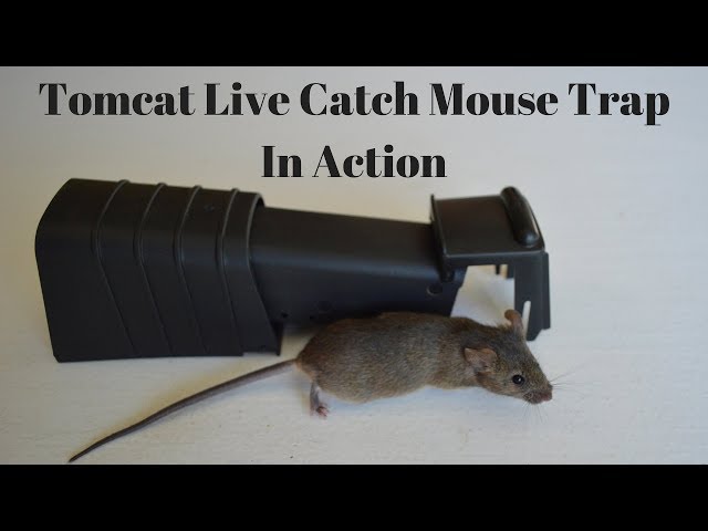 Tomcat Live Catch Mouse Trap In Action With Motion Cameras