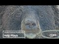 World Animal Protection : Help Maya the Black Bear in Pakistan