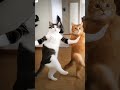 #funny #funnyvideo #shortvideo #love #ai