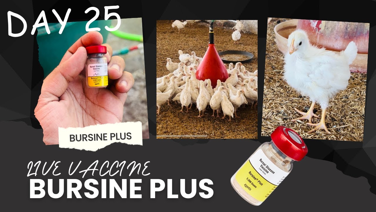 day-25-ibd-vaccine-infectious-bursal-disease-vaccine-gumboro-d78
