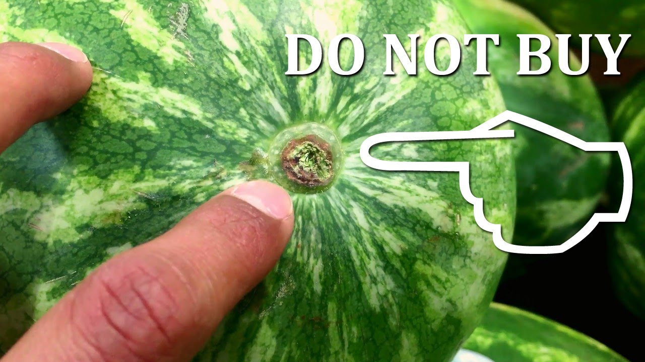 How to Pick a Sweet Watermelon YouTube