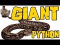MEASURE A GIANT PYTHON 😵 Proves Biggest Snake in the World?