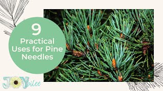 9 Practical Uses for Pine Needles