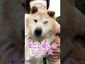 まこと愛しきシニア犬