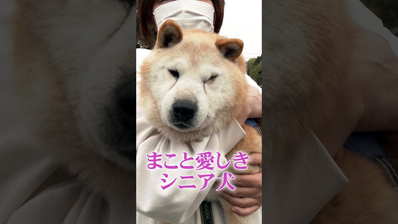 まこと愛しきシニア犬