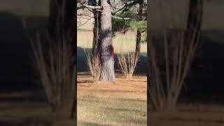Deadpool Ding Dong Ditch #foryou #fyp #deadpool #funny