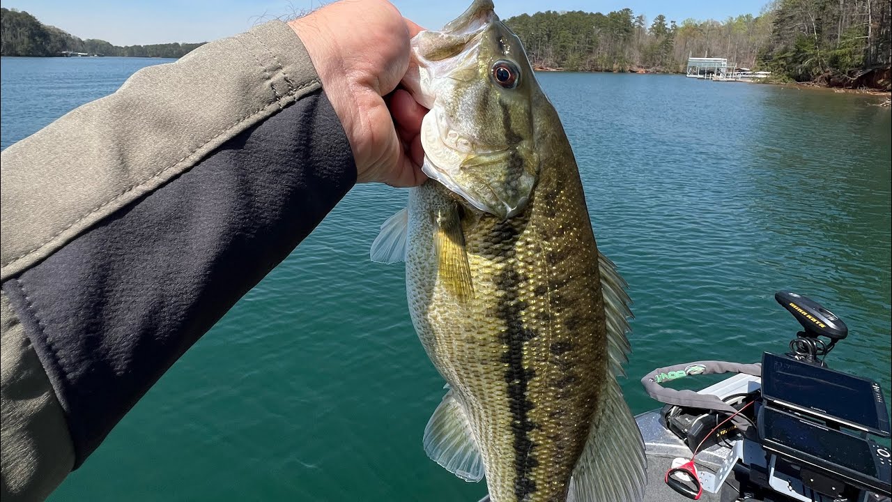 Lake Lanier pre spawning season.#lakelanier #spottedbass #bassfishing #fishing #skeeter #gloomis