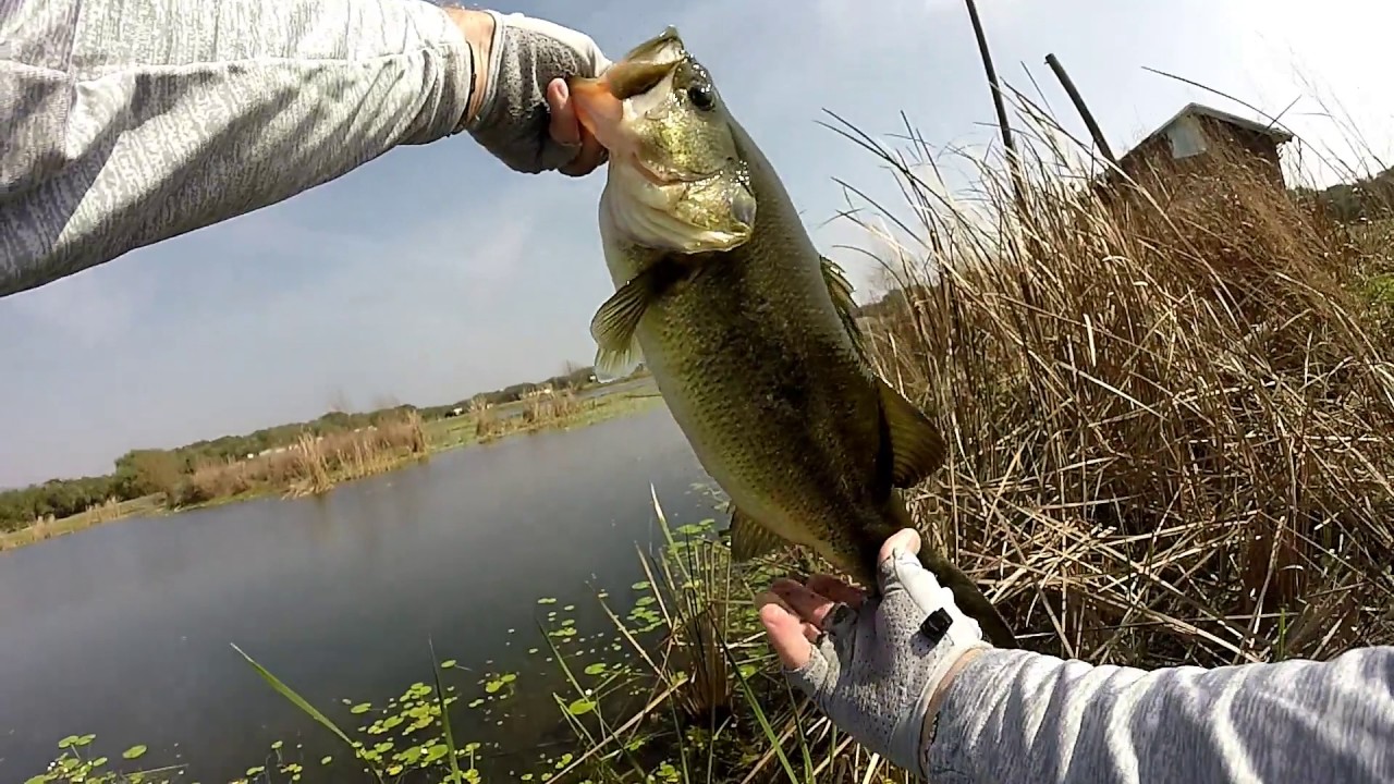 Catching Bass on a Huddleston Blue Gill Swim Bait .