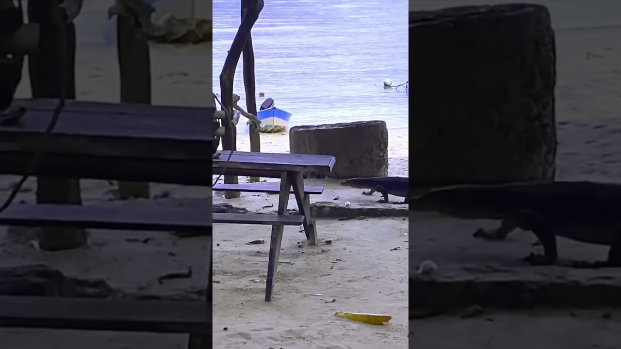 Huge Lizards on the Beach Perhentian Island Malaysia