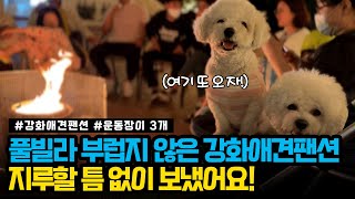 풀빌라 부럽지 않은 강화애견팬션! 로만티카애견리조트에서 운동장, 수영장, 바베큐, 오로라불멍까지 지루할 틈 없이 신나게 즐겼어요 😍🥰