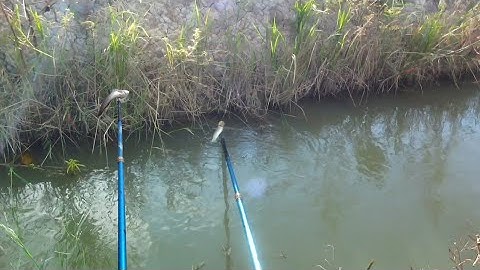 Nước Trên Ruộng Cạn Khô Cá Lóc Cá Trê Rút Hết Xuống Mương Xiệt Trúng Mánh | kích cá miền tây