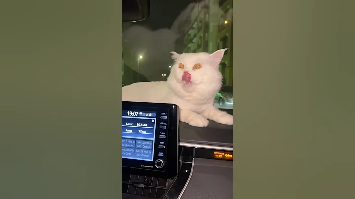 Video 11835861: scottish fold, cat scottish