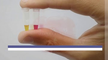 The NAOR LAMP PCR test
