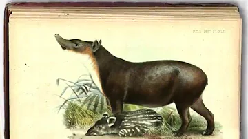 Skin & Bones - Animal Life: Baird's Tapir (new version)