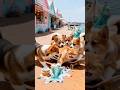 💝 Ccat buys biirthday cake #mushuklar #catvideos #funnyvideo #billi #birthdaycake #kucing #mermaid