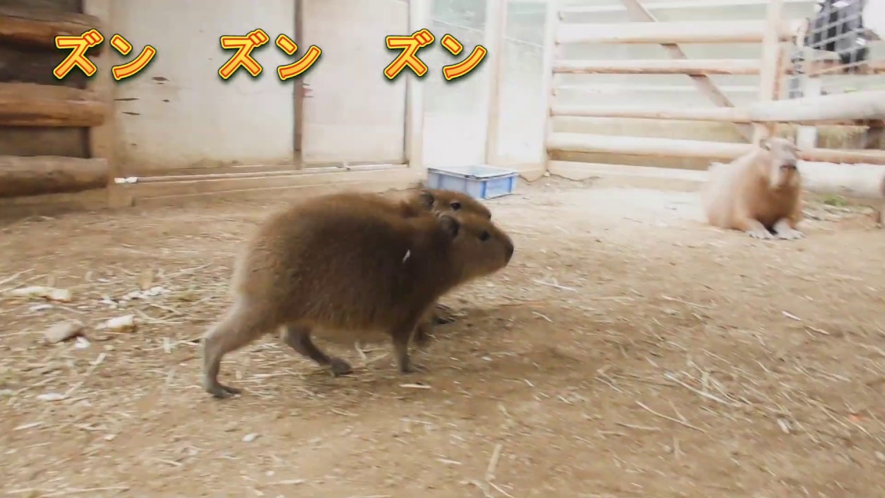 四者会議？ Capybara's baby quad conference? - YouTube