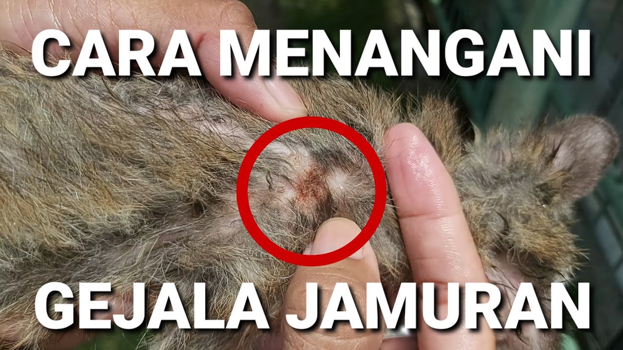 Penanganan Pertama Pada Musang Jamuran‼️