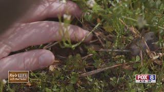 Roys Folks Searching For Fourleaf Clovers