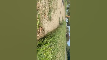 Crispy edges with a string trimmer! #fyp #shorts #edging #satisfying #lawncare #iowa #watch #gopro