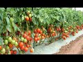 9 Mistakes To Avoid When Growing Tomatoes