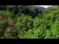 Flying in the rainforest South East Asia