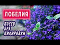 Сеем ампельную ЛОБЕЛИЮ без пикировки