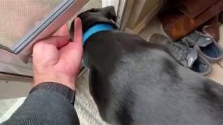 PetSafe Sliding Glass Pet Door Insert Overview