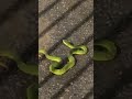 !!️😱LOOK WHAT I SAW YELLOW GREEN COLORED SNAKE🐍💚#asmr#trending#viral#snake#naturelover#TYFWTakeCare🙏💞