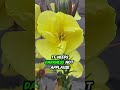 This Flower Blooms When You Clap This Flower Blooms When You Clap