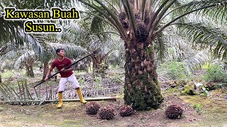 BIKIN PENASARAN.!! PANEN SAWIT DI KEBUN RAJA OBROK BUAHNYA BERSUSUN