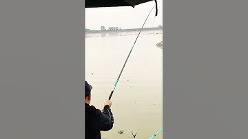 “Câu được chép vàng to, hóa ra ông Táo còn mắc kẹt chưa kịp lên trời! 🎣🤣” #fishing #cauca #short
