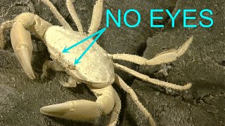 Cool ocean animals - Blind crabs