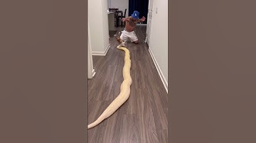 Zou jij een grote slang op deze manier voeren? 🤩🐍 #reptiel #slang #burmesepython