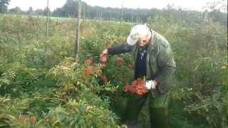 Download Lagu Harvesting the best thornless rosehips in the world MP3