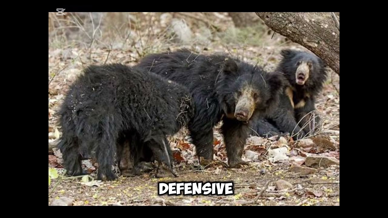 Sri Lankan Sloth Bear