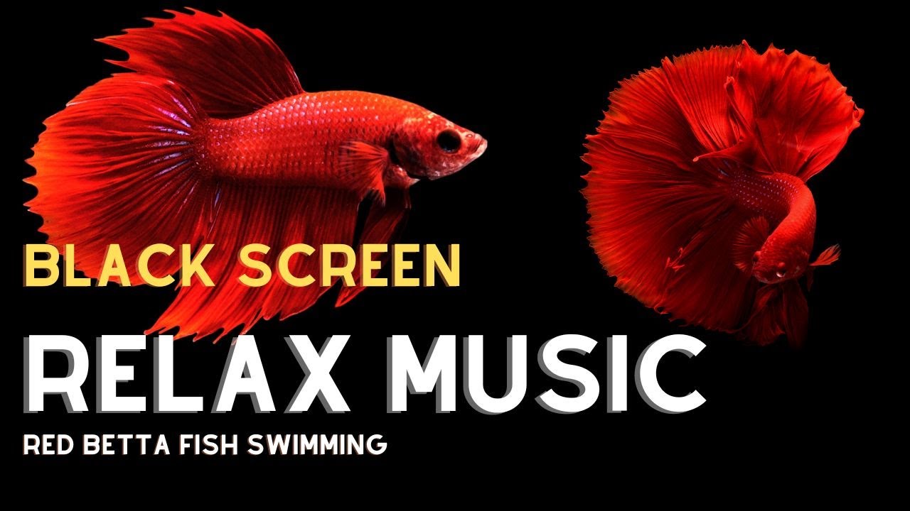 🟣BLACK SCREEN | RELAXING SLEEP MUSIC | RED BETTA FISH SWIMMING - YouTube