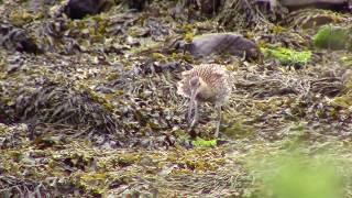 Curlew Numenius Arquata