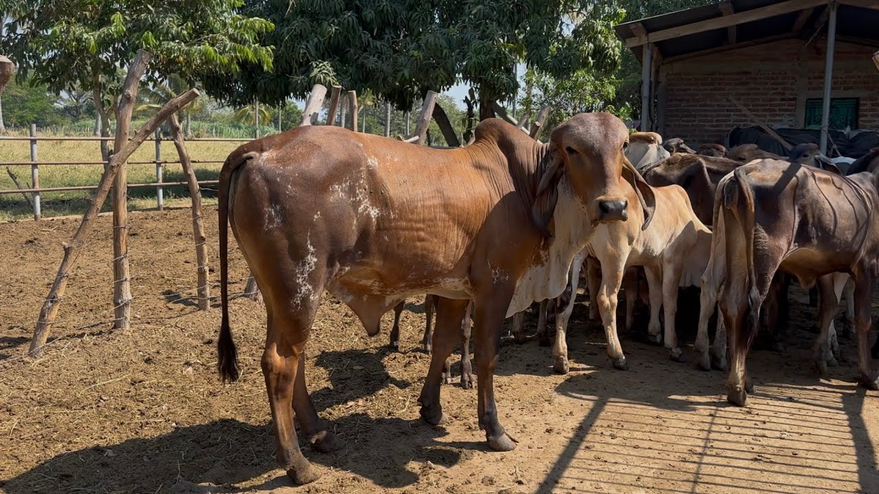 Ganga ganga bueno bonito barato Torete gyr de venta en sonsonate 