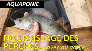 Nourrissage des perches et visite de la serre aquaponique (Aquaponie)