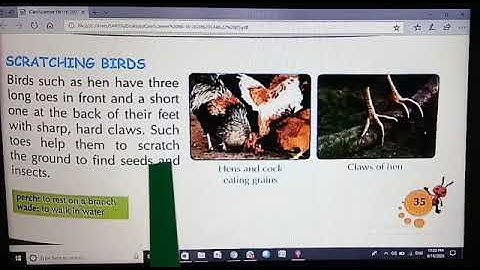 TCS III Bird A flying wonder Science