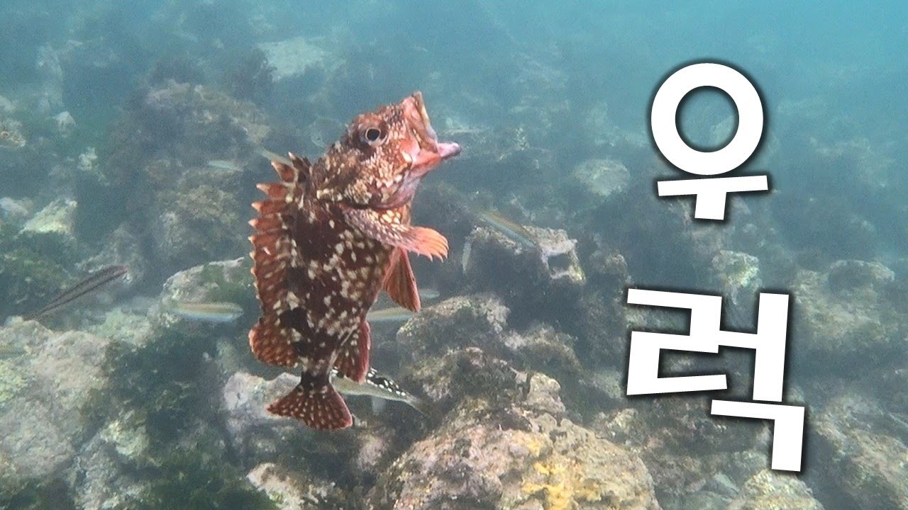 #제주 #스노쿨링 #낚시 #우럭 #쏨뱅이 - YouTube