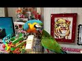 FRIDAY NIGHT POPCORN PARTY AT THE SHARYN ZOO 🎉 FUNNY PARROTS CUTE MINI PIG 💖