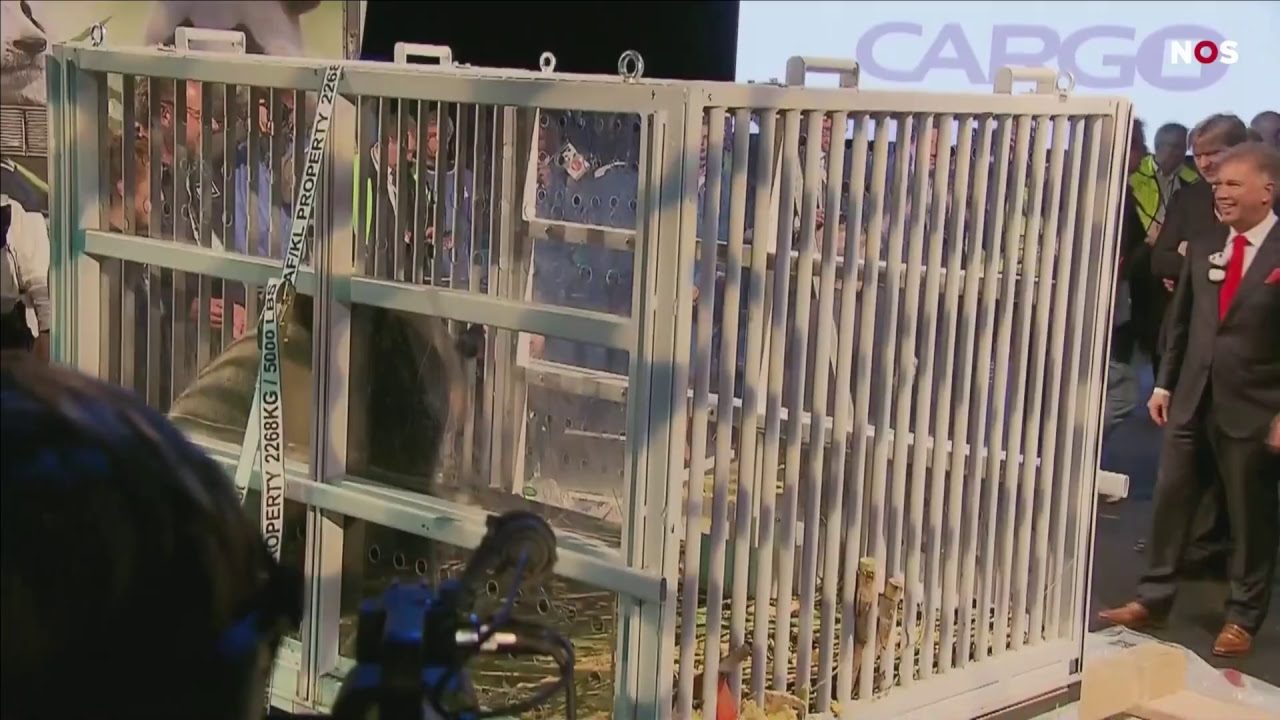 LIVE: Panda's Wu Wen en Xin Ya komen aan in Nederland