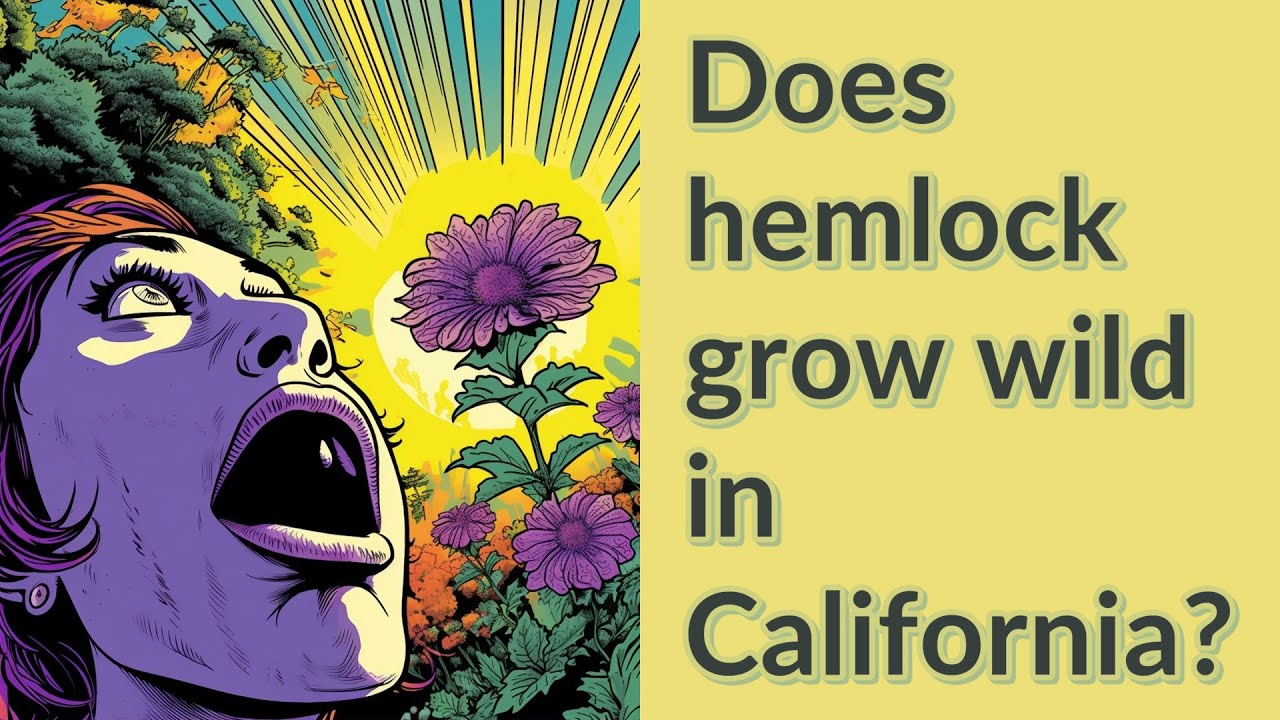 Does hemlock grow wild in California? YouTube