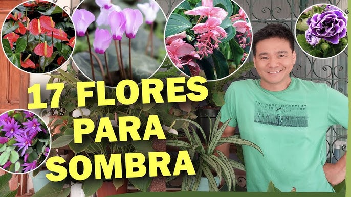 Identifique Se A Planta É De Sombra - Minhas Plantas