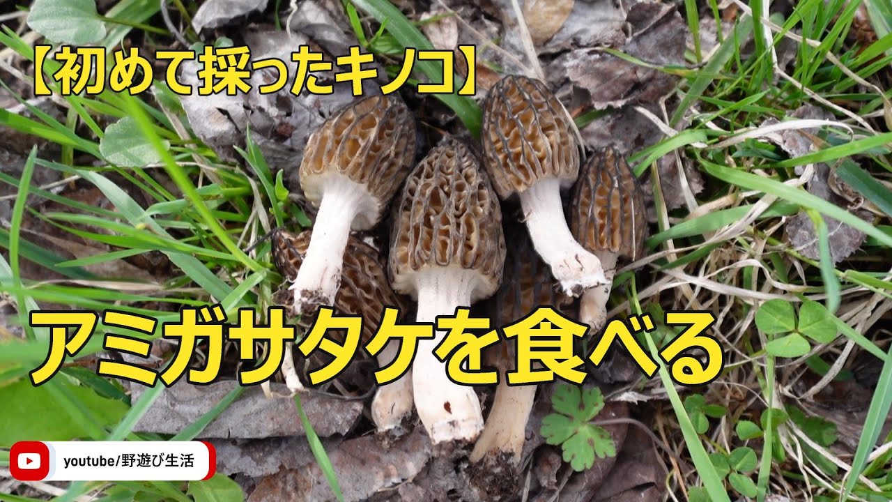 ✓本州・四国はクール便送料無料✓新鮮 良質 天然アミガサタケ 405g1点