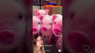 #треш #видео #слабонервным не смотреть! #животные #свиньи #поросёнок #свинья