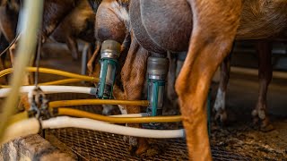 Tour of a Goat Dairy | PARAGRAPHIC Origins